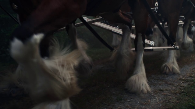 Video Reference: Horse