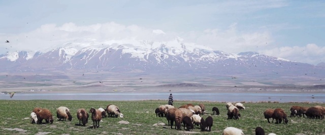 Video Reference: Herd, Pasture, Grassland, Grazing, Natural landscape, Ecoregion, Sheep, Herding, Highland, Steppe