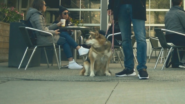 Video Reference: dog, dog like mammal, mammal, dog breed group, vertebrate, dog breed, conformation show, male, obedience training, carnivoran