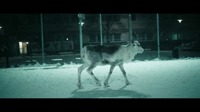 Video Reference: Mammal, Vertebrate, Reindeer, Deer, Wildlife, Snapshot, Snout, Organism, Zoo, White-tailed deer