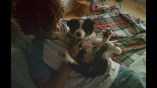 Video Reference: Vertebrate, Mammal, Dog, Canidae, Dog breed, Carnivore, English springer spaniel, Puppy, Border collie, Companion dog