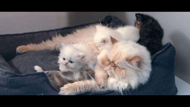 Video Reference: Cat, Mammal, Vertebrate, Small to medium-sized cats, Felidae, Whiskers, Persian, Kitten, Carnivore, Ragdoll