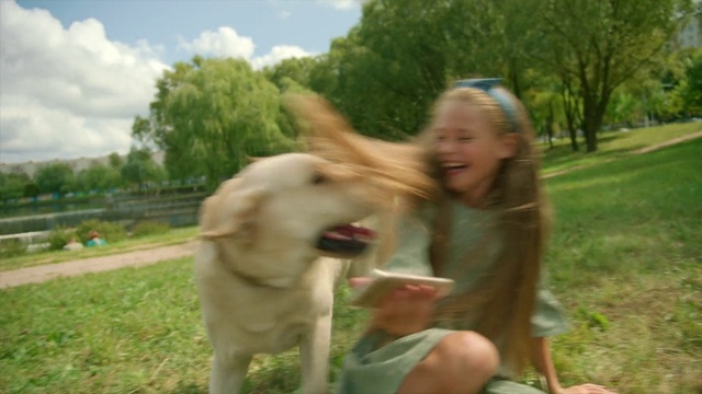 Video Reference: Dog, Mammal, Vertebrate, Canidae, Dog breed, Retriever, Golden retriever, Carnivore, Sporting Group, Companion dog