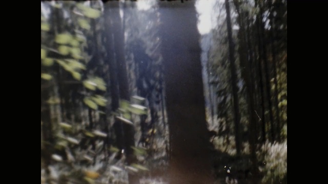 Video Reference: Nature, Natural environment, Tree, Water, Light, Forest, Sunlight, Biome, Reflection, Woodland, Person