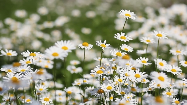 Video Reference: Flower, Flowering plant, Daisy, Oxeye daisy, heath aster, Chamaemelum nobile, mayweed, Daisy, chamomile, Plant, Person