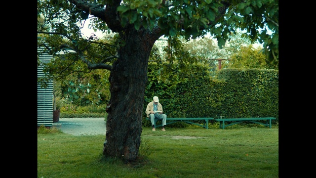 Video Reference: Tree, Nature, Woody plant, Grass, Plant, Trunk, Lawn, Branch, Park, Woodland