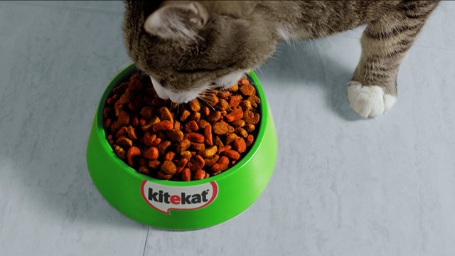 Video Reference: cat, whiskers, small to medium sized cats, snout, Person