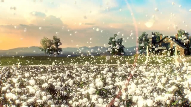 Video Reference: sky, nature, field, wildflower, meadow, flower, morning, sunlight, spring, atmosphere