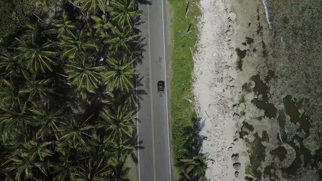 Video Reference: vegetation, leaf, tree, plant, flora, grass, water, grass family, window