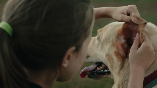 Video Reference: Nose, Snout, Canidae, Mouth, Dog breed, Ear, Sporting Group, Dairy cow, Fawn, Bovine