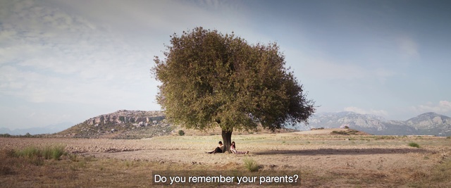 Video Reference: Tree, Natural landscape, Sky, Woody plant, Ecoregion, Steppe, Landscape, Plant, Plain, Grass