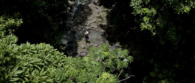 Video Reference: Vegetation, Nature, Jungle, Nature reserve, Natural environment, Leaf, Biome, Rainforest, Plant, Forest