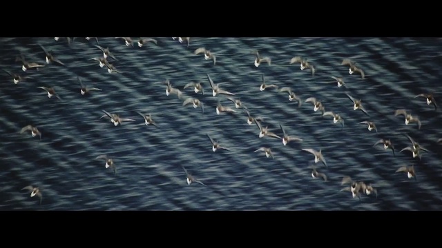 Video Reference: Flock, Bird, Seabird, Bird migration, Sky, Wildlife, Animal migration, Adaptation, Water bird, Shorebird