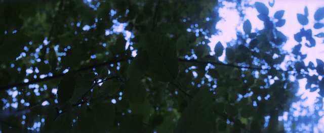 Video Reference: Blue, Water, Green, Tree, Light, Branch, Atmosphere, Sky, Organism, Plant