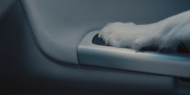 Video Reference: Vehicle door, Automotive exterior, Canidae