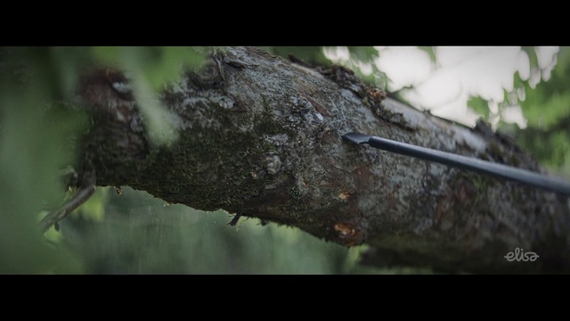 Video Reference: Tree, Branch, Leaf, Plant, Organism, Adaptation, Trunk, Insect, Plant stem, Wildlife