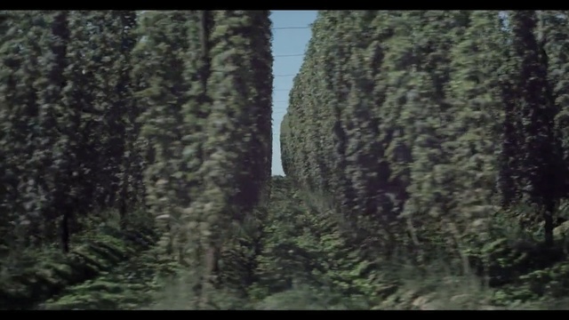 Video Reference: Tree, Forest, Tropical and subtropical coniferous forests, Natural environment, Old-growth forest, Vegetation, Trunk, Green, Biome, Woodland
