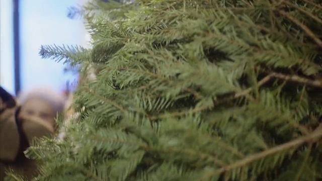 Video Reference: Tree, Red juniper, Plant, White pine, Woody plant, Branch, thuya, River juniper, Evergreen, Conifer