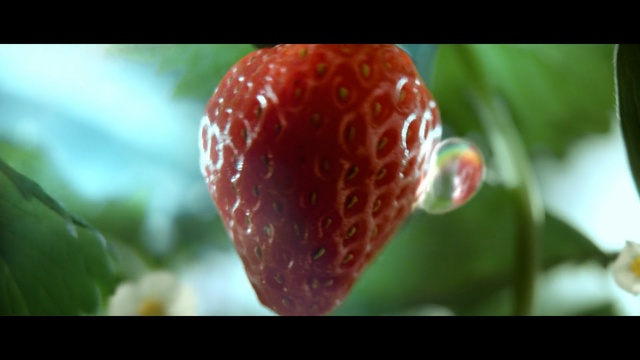 Video Reference: Strawberries, Strawberry, Plant, Fruit, Flower, Macro photography, Food, Anthurium