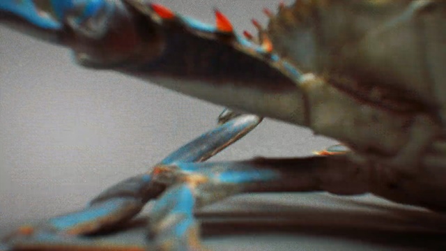 Video Reference: close up, organism, animal source foods, macro photography, decapoda