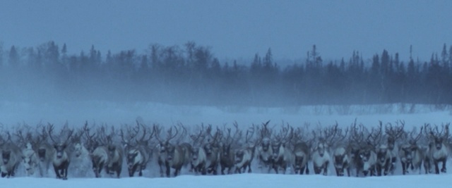 Video Reference: winter, sky, freezing, snow, tree, atmosphere, tundra, morning, frost, grass