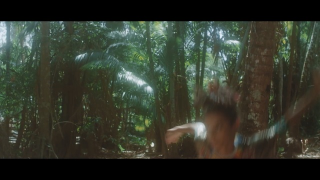 Video Reference: forest, tree, nature, ecosystem, green, woodland, rainforest, jungle, vegetation, old growth forest