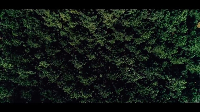 Video Reference: Green, Nature, Vegetation, Black, Leaf, Grass, Natural environment, Tree, Biome, Plant