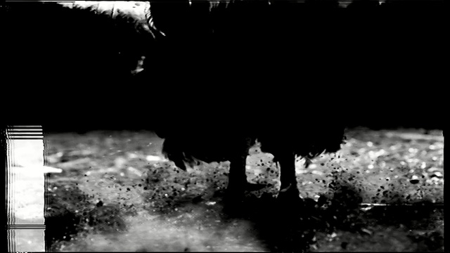 Video Reference: Black, Water, Photograph, Black-and-white, Monochrome photography, Monochrome, Photography, Stock photography, Sky, Tree