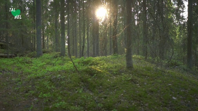 Video Reference: Forest, Woodland, Tree, Nature, Natural environment, Natural landscape, Nature reserve, Vegetation, Old-growth forest, Tropical and subtropical coniferous forests