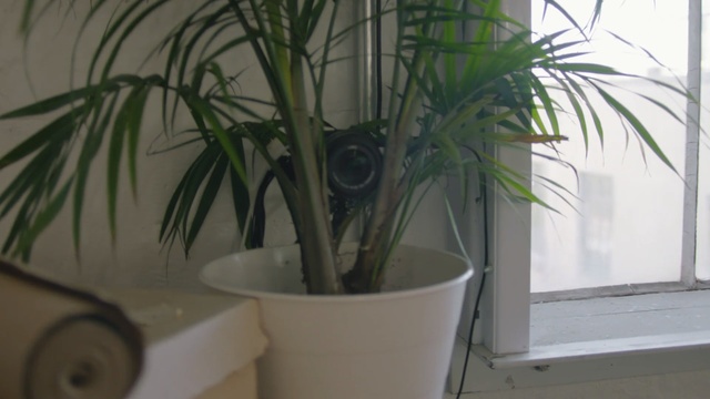 Video Reference: Houseplant, Flowerpot, Plant, Tree, Arecales, Palm tree, Flower, Woody plant, Terrestrial plant, Plant stem, Window, Indoor, Palm, Sitting, Pot, Table, White, Green, Sink, Cat, Room, Vase, Kitchen, Tub, Bathroom, Agave