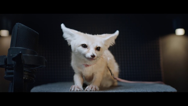 Video Reference: Vertebrate, Mammal, Canidae, Dog breed, Fennec fox, Dog, Carnivore, Puppy, Snout, Pomeranian
