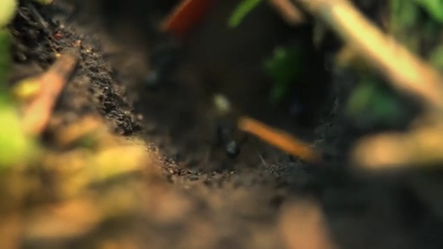 Video Reference: Nature, Water, Leaf, Close-up, Macro photography, Soil, Organism, Insect, Tree, Photography