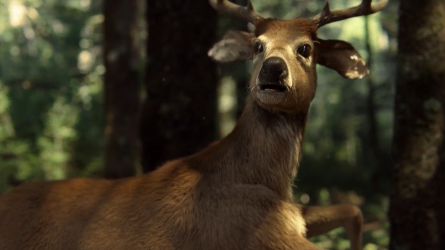 Video Reference: Vertebrate, Mammal, Wildlife, Deer, Terrestrial animal, Snout, Horn, Reindeer, Organism, Forest