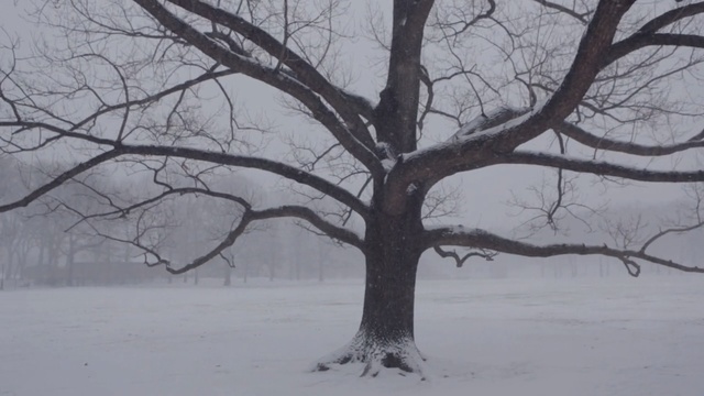 Video Reference: tree, snow, winter, woody plant, branch, freezing, frost, winter storm, blizzard, black and white, Person