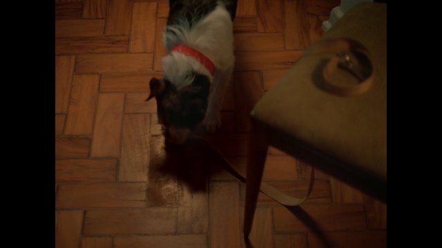 Video Reference: Canidae, Dog, Carnivore, Floor, Shih tzu, Non-Sporting Group, Sporting Group, Flooring, Dog breed, Japanese chin
