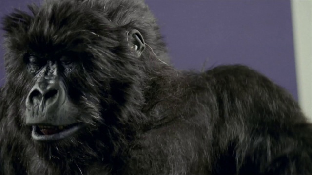 Video Reference: Vertebrate, Mammal, Primate, Snout, Fur, Wildlife