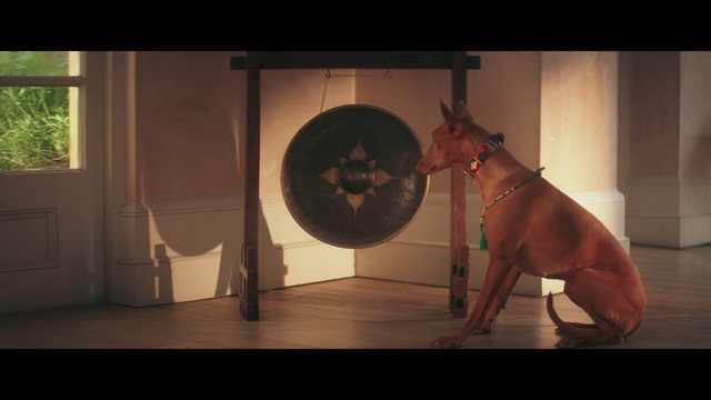 Video Reference: Snout, Canidae, Guard dog, Screenshot, Fawn