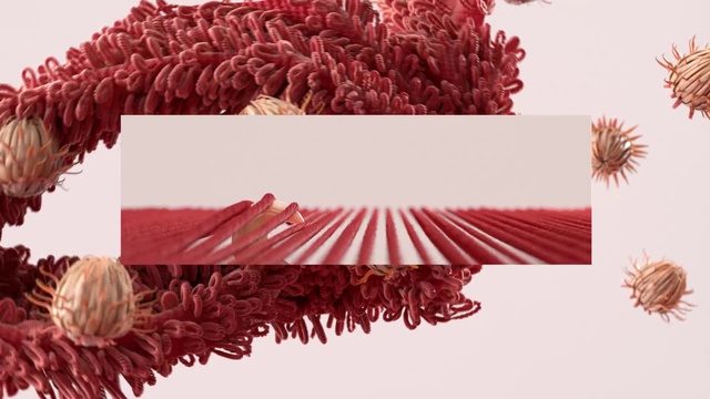 Video Reference: Red, Pink, Pom-pom, Team sport, Paper, Plant, Flower, Cheerleading, Pine family