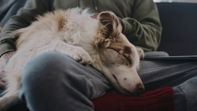Video Reference: Mammal, Dog, Canidae, Dog breed, Companion dog, Silken windhound, Carnivore, Nap, Ear, Australian shepherd