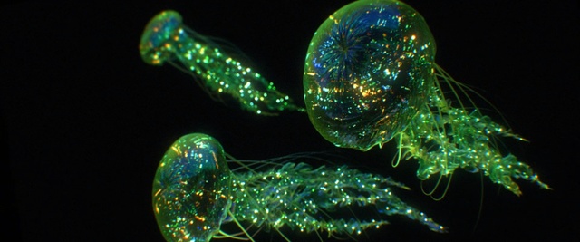 Video Reference: organism, marine biology