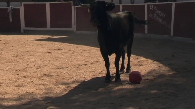 Video Reference: bull, horse, placental, mammal, animal, vertebrate, farm