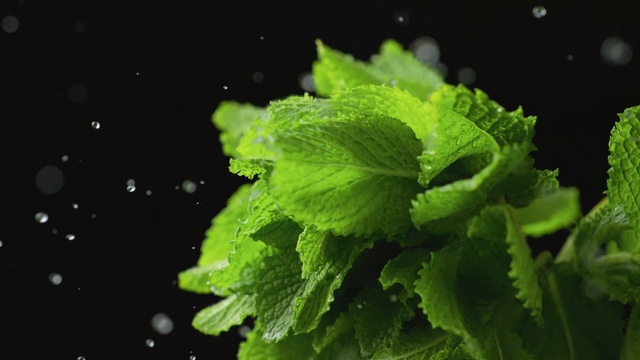 Video Reference: Leaf, Green, Plant, Flower, Herb, Flowering plant, Annual plant