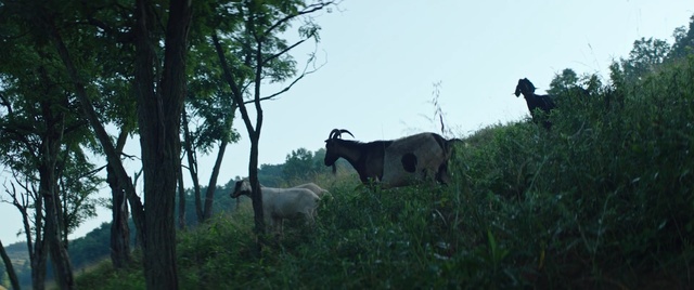 Video Reference: wildlife, pasture, tree, nature reserve, grass, cattle like mammal, rural area, sky, livestock, goats