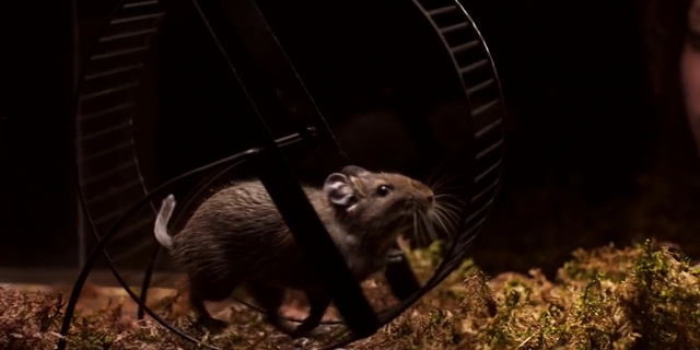 Video Reference: Mammal, Vertebrate, Degu, Gerbil, Rodent, Muridae, Rat, Muroidea, Mouse, Terrestrial animal