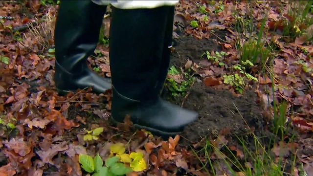 Video Reference: Footwear, Boot, Leaf, Riding boot, Shoe, Woodland, Soil, Forest, Tree, Jeans