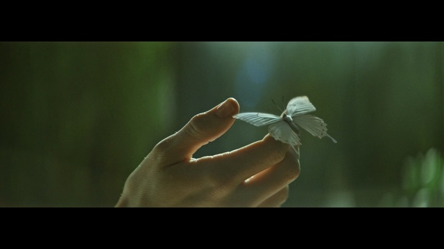 Video Reference: close up, leaf, macro photography, hand, insect, petal, finger, plant stem, computer wallpaper, darkness