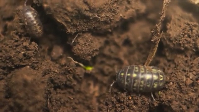 Video Reference: Terrestrial animal, Soil, Oniscidea, Insect, Organism, Tortoise, Box turtle, Invertebrate, Isopod, Pest