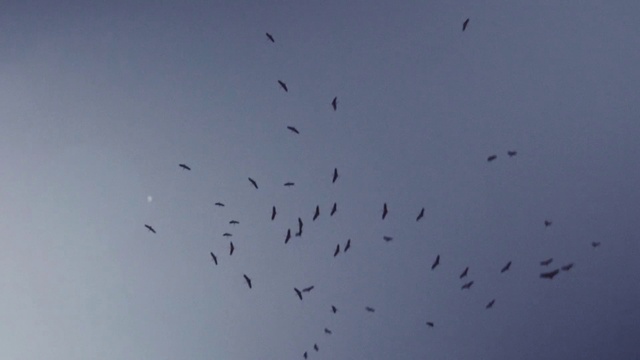 Video Reference: Flock, Bird migration, Bird, Animal migration, Sky, Wing