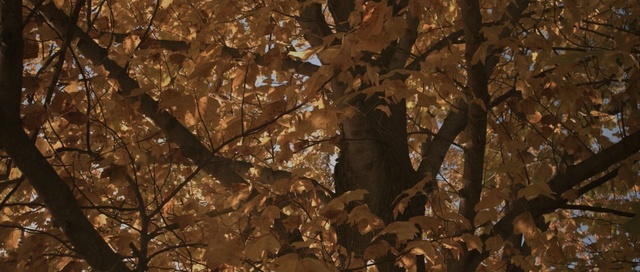Video Reference: branch, tree, deciduous, leaf, autumn, sunlight, trunk, woodland, plant, sky