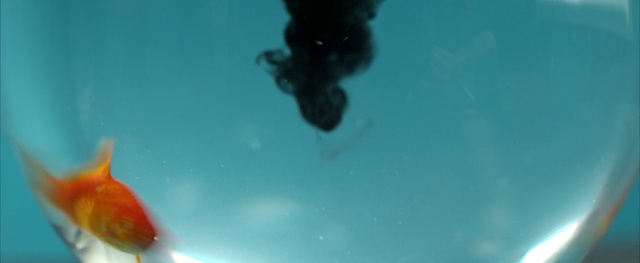 Video Reference: Underwater, Water, Organism, Scuba diving, Underwater diving, Marine biology, Recreation, Freediving, Bird, Orange, Fish, Sitting, Red, Large, Yellow, Glass, Holding, Reflection, Blurry, Blue, Ocean, Standing, White, Man, Board, Frisbee, Swimming, Reef, Aquarium, Ocean floor